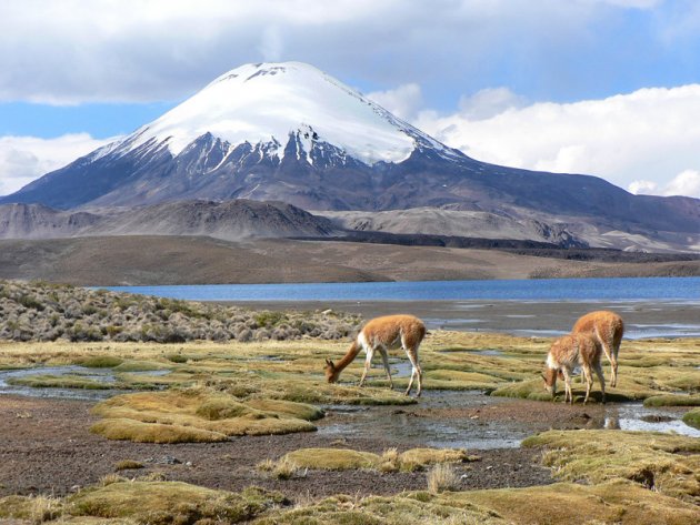 Vicuna's voor de Parinacota vulkaan