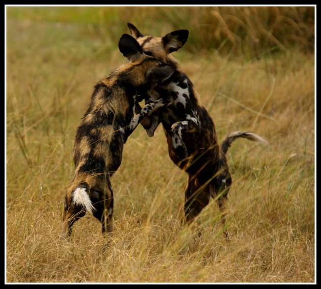 2 Spelende wilde honden