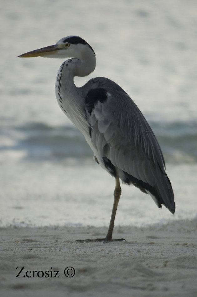 Reiger