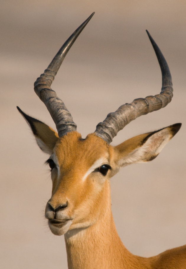 Beauty Impala