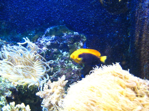 snorkelen in heerijk warm water