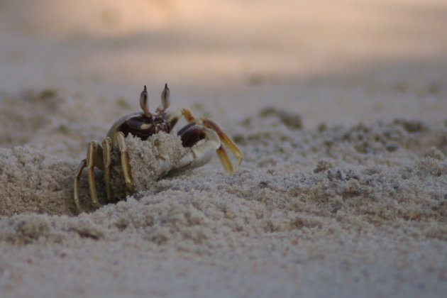 Krab aan het werk