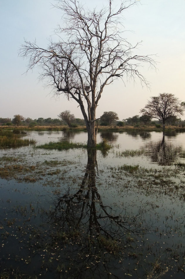 Weerspiegeling in Moremi