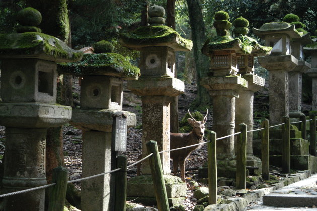 Stenen lantaarns bij de Kasuga Shrine, Nara