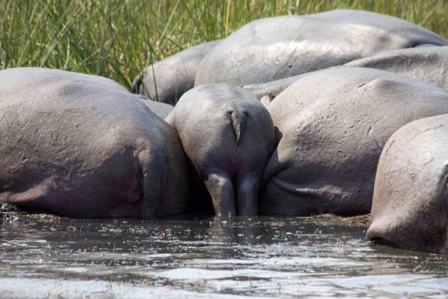 Billetjes van een nijlpaard