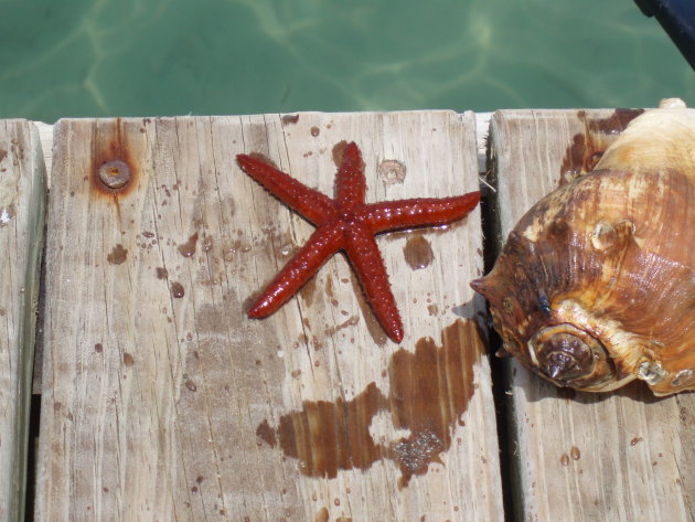 Schatten uit de oceaan