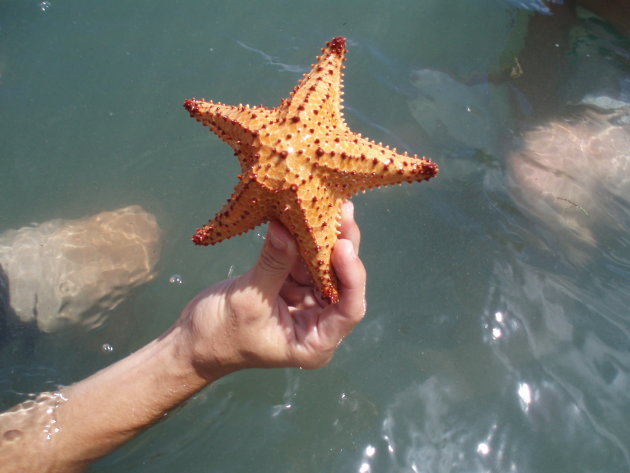 Starfish