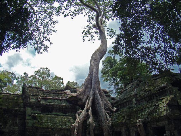 Ta Prohm en de natuur