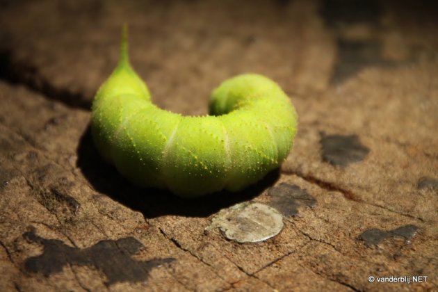 Rups bij Kbal Spean, ten noorden van Banteay Srei.