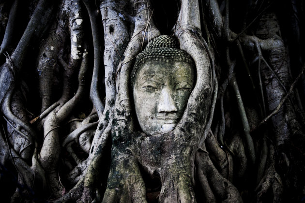 Buddha in tree