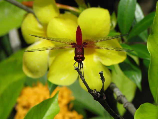 Rode libelle in het Sepilok Jungle Resort