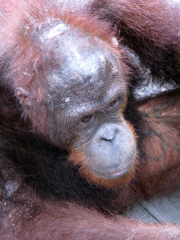 Sepilok Orang Utan Rehabilitation Centre, close up