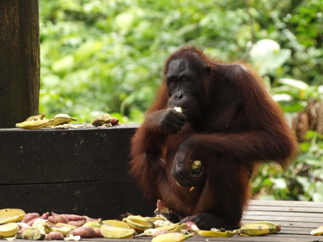 Mama Orang Oetang