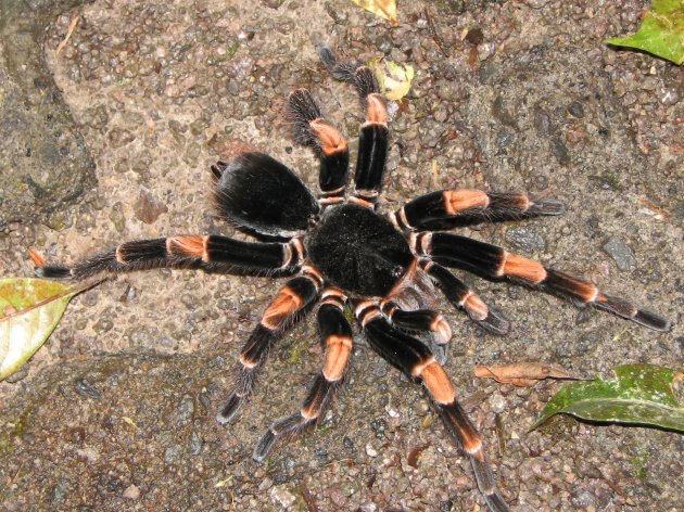 tarantule