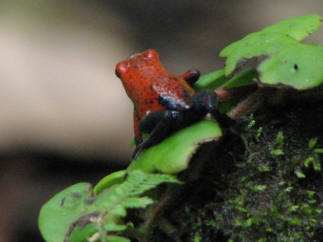 de red blue jeans frog