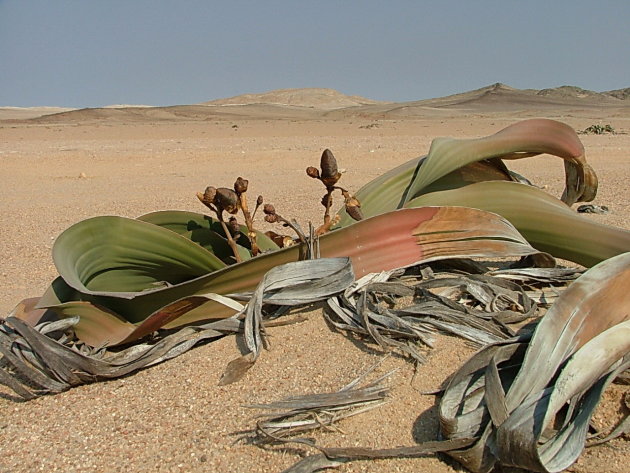 Welwitschia mirabilis