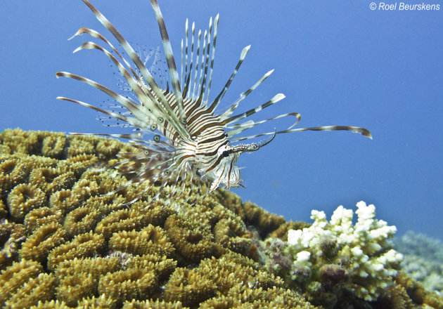 Lionfish