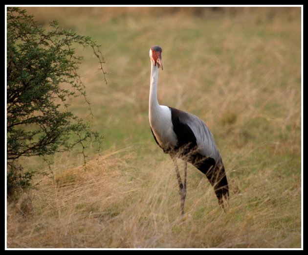 Wattled crane