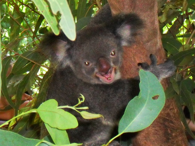 Een boze koala