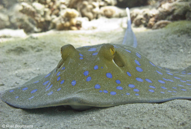 Blue spotted stingray