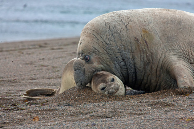 Zeeolifant beachmaster wil aan nageslacht werken