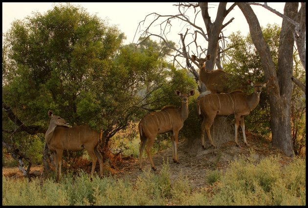 Kudu dames