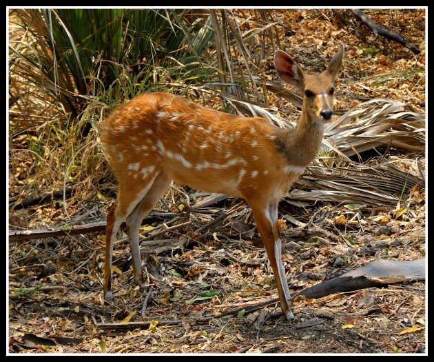 Bushbuck