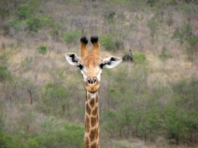 Giraffe in het Hluhluwe-Imfolozi GR
