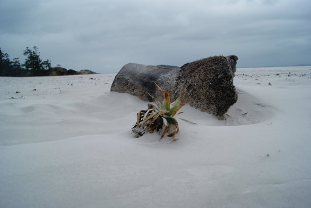 vergeten ananas