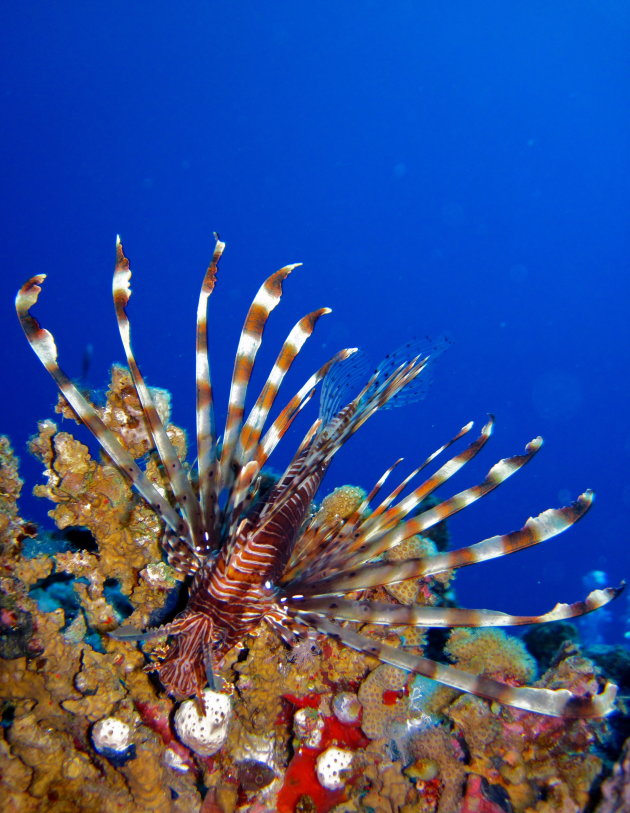 Lionfish in vol ornaat!