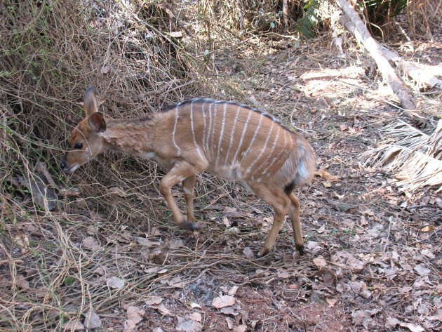 Nyala