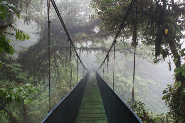 Monteverde cloudforest