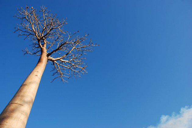 Avenue des Baobabs - Eenzame schoonheid