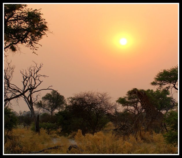 Zonsopkomst in Moremi