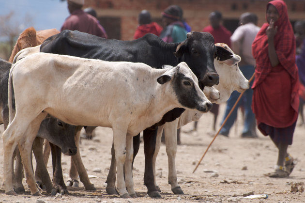 Masai markt