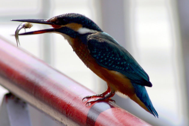 ijsvogel met visje-Srinagar