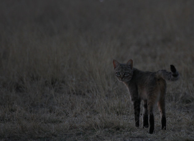 African Wildcat