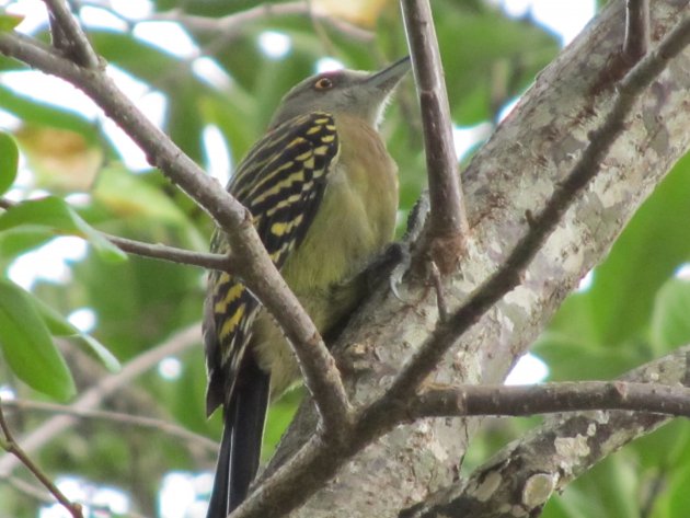 Vogeltje