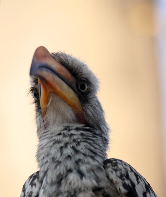 yellowbilled hornbill 