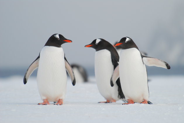 Onderonsje van drie ezelspinguins