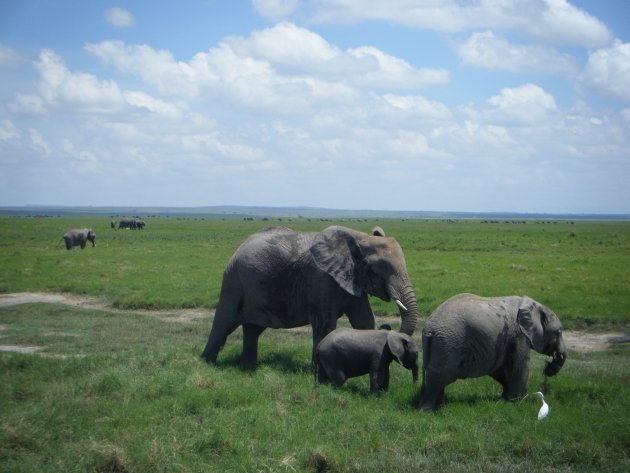 Olifanten in Amboseli NP