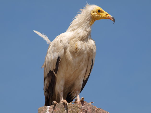 Socotra Gier