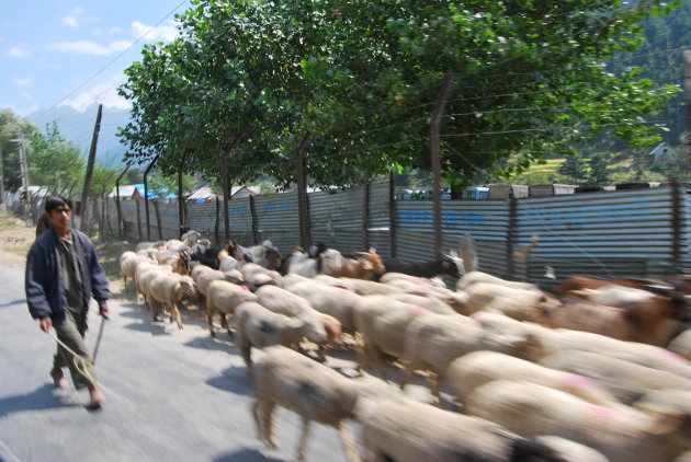 Herders in Kashmir