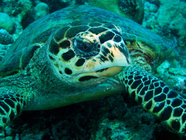 turtle close up