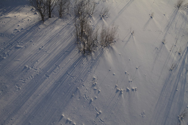 Schaduwen van bosjes op de sneeuw