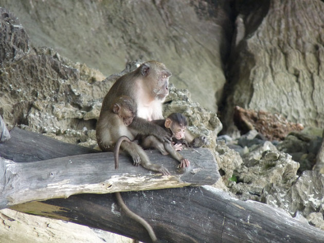 Aapjes kijken op Monkey Beach