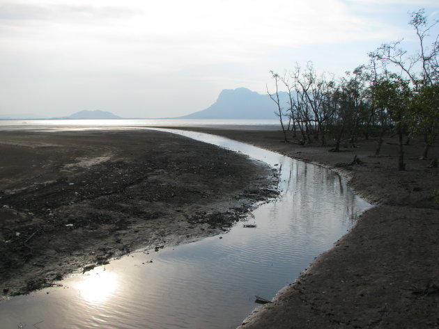 Mangrovewoud bij valavond