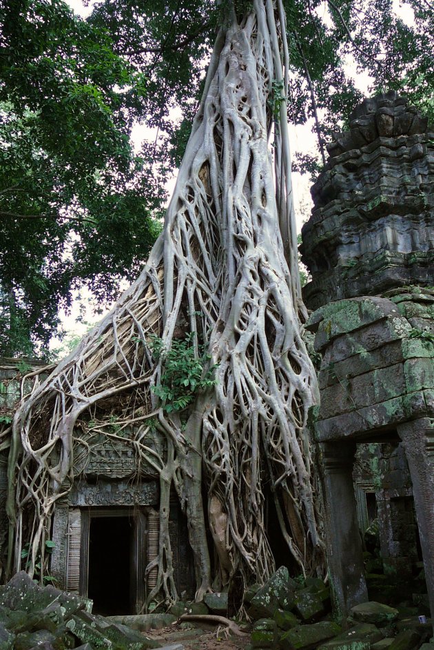 Ta Prohm