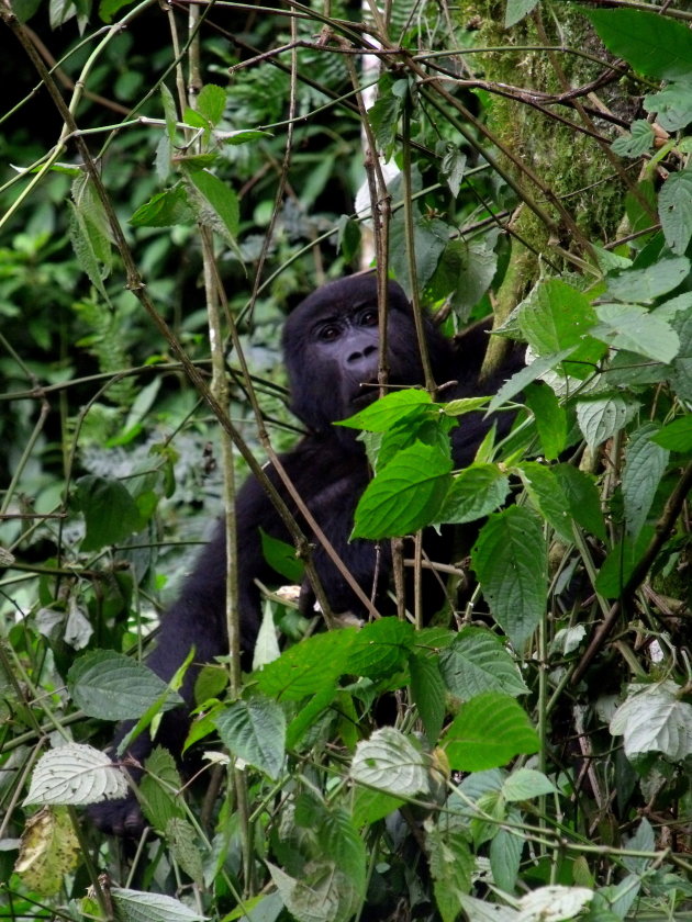 Baby Gorilla