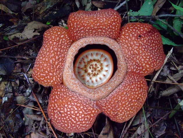 Bloeiende Rafflesia - Symbool van Sabah